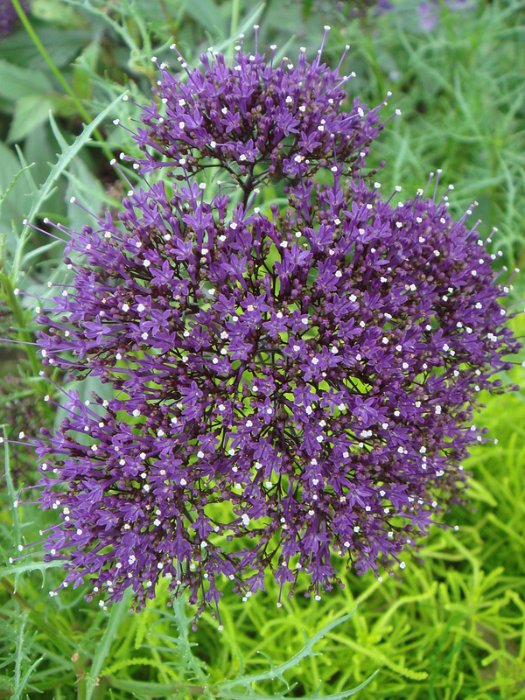 Trachelium caeruleum 'Jemmy violet fonce'
